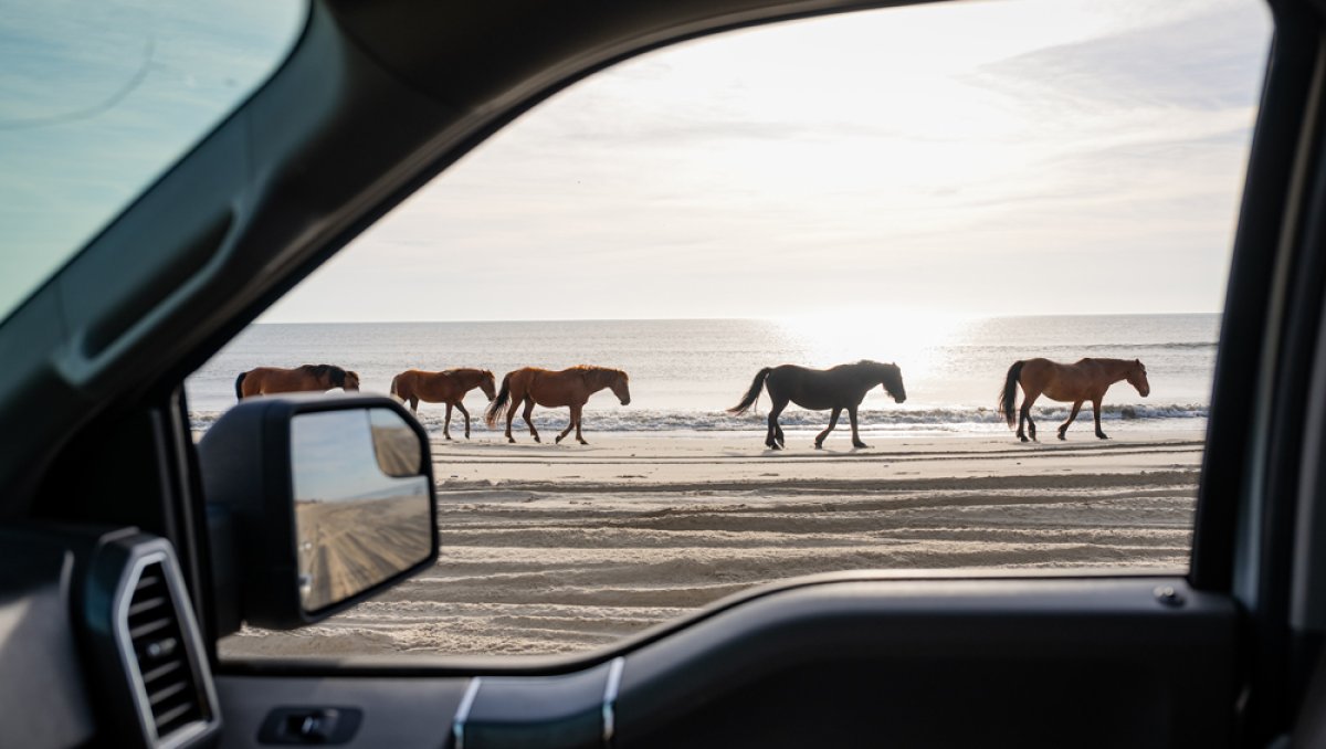 Corolla wild horses on the beach seen out of the passenger side van with ocean in background.