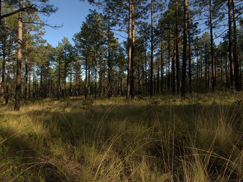 Weymouth Woods Sandhills Nature Preserve