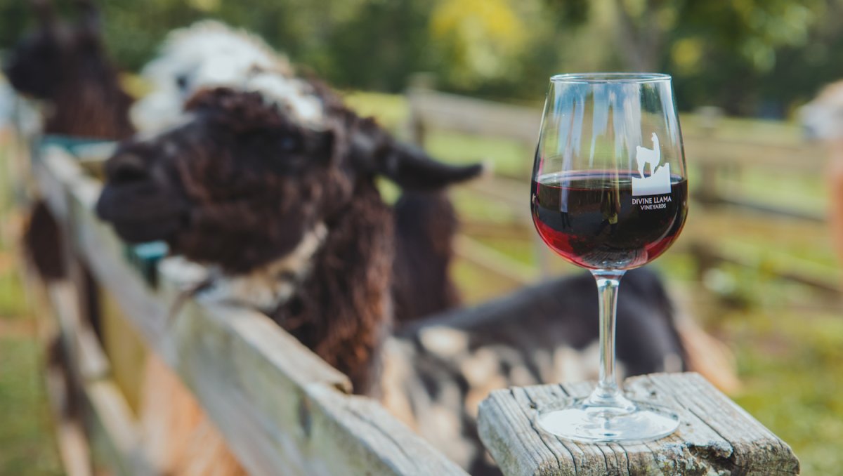 Glass of wine sitting on wooden fence holding in llamas at Divine Llama Vineyards.