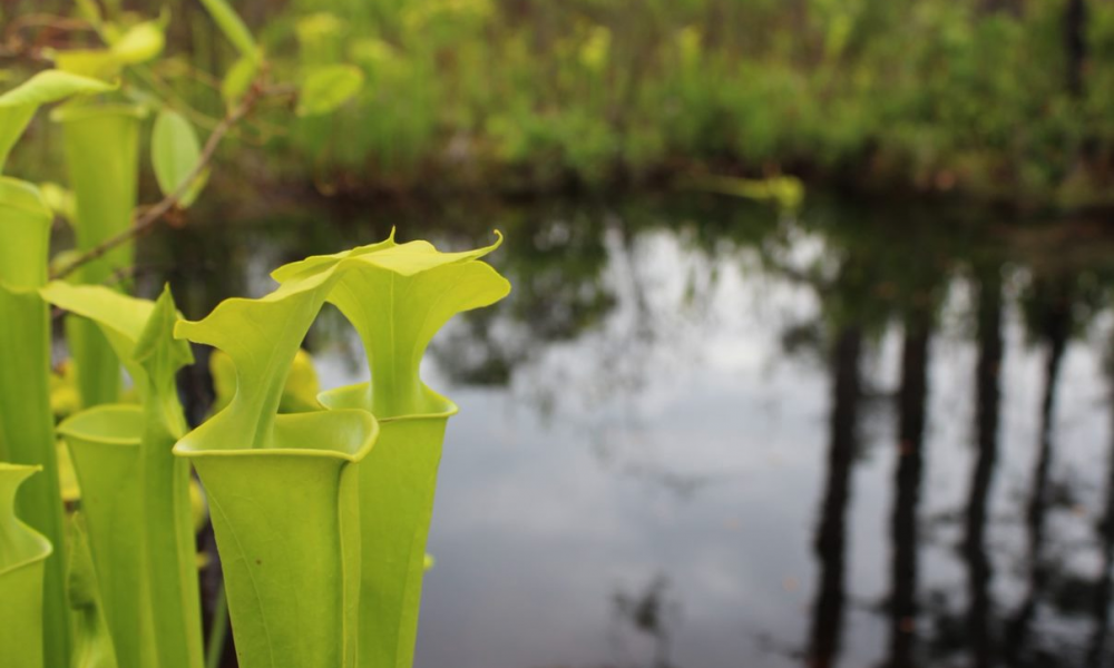 Holly Shelter Game Land In Rocky Point Nc Visitnc Com