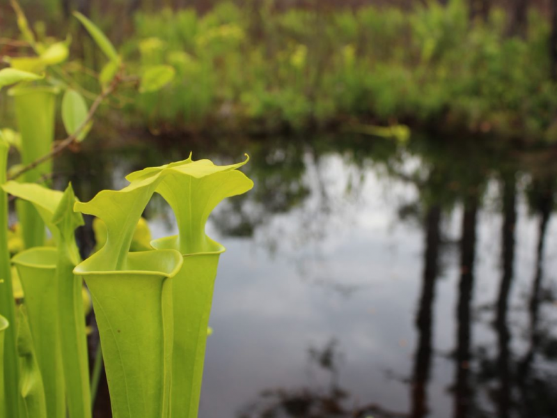 Holly Shelter Game Land In Rocky Point Nc Visitnc Com