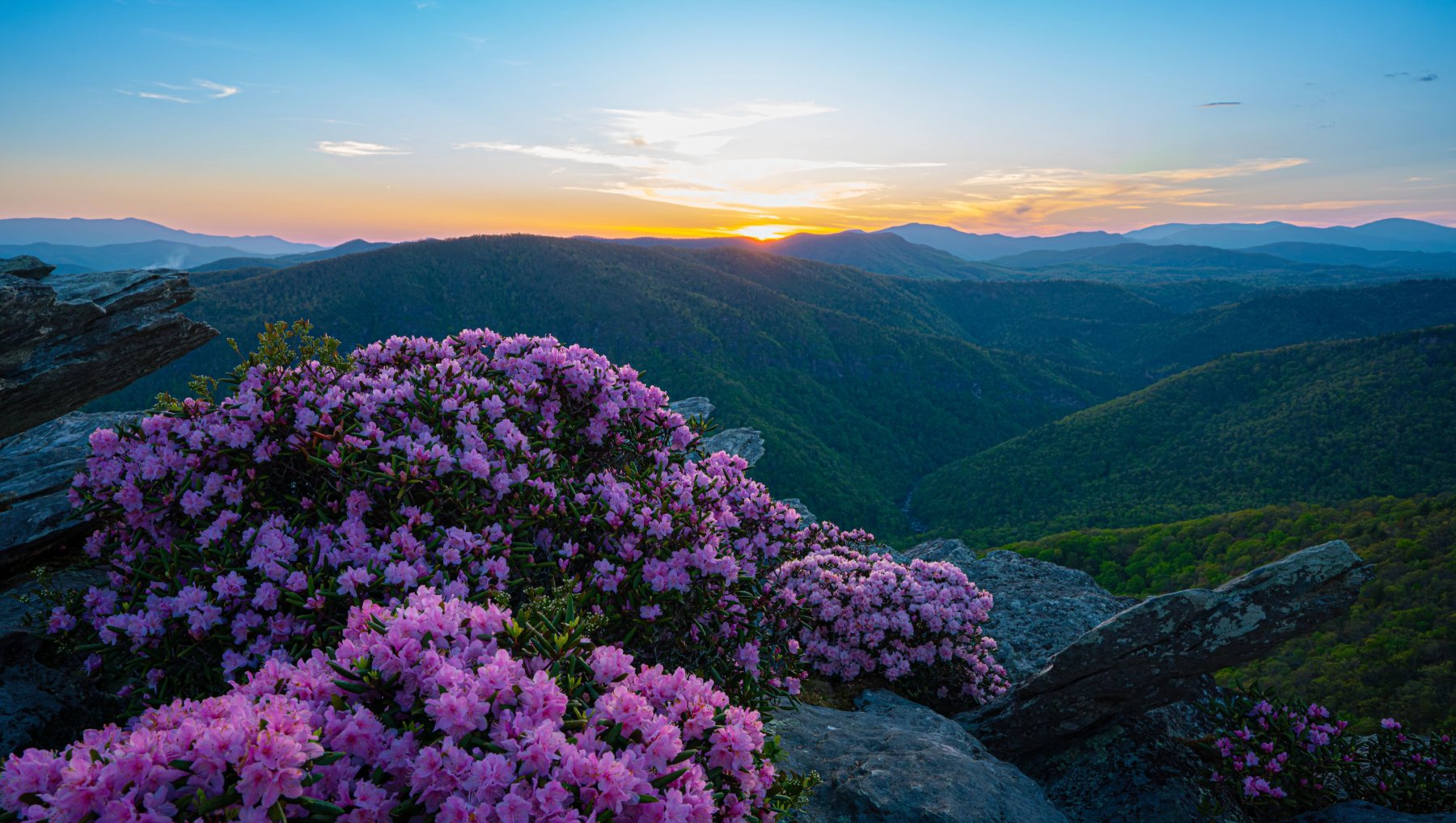 Wildflowers on rocks on mountain trail with sun setting over mountains in distance.
