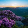 Wildflowers on rocks on mountain trail with sun setting over mountains in distance.
