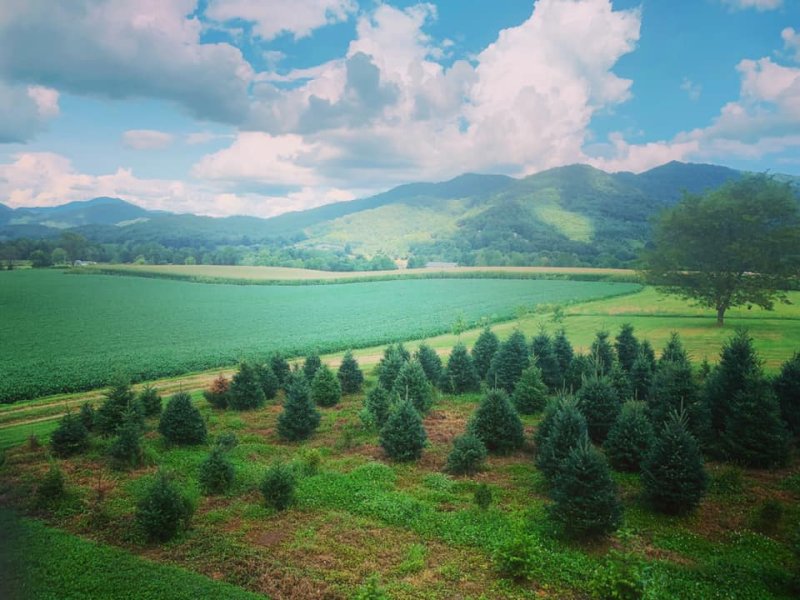 Smoky Mountain Christmas Tree Farm