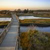 Wood path meandering through marsh, water and land during fall