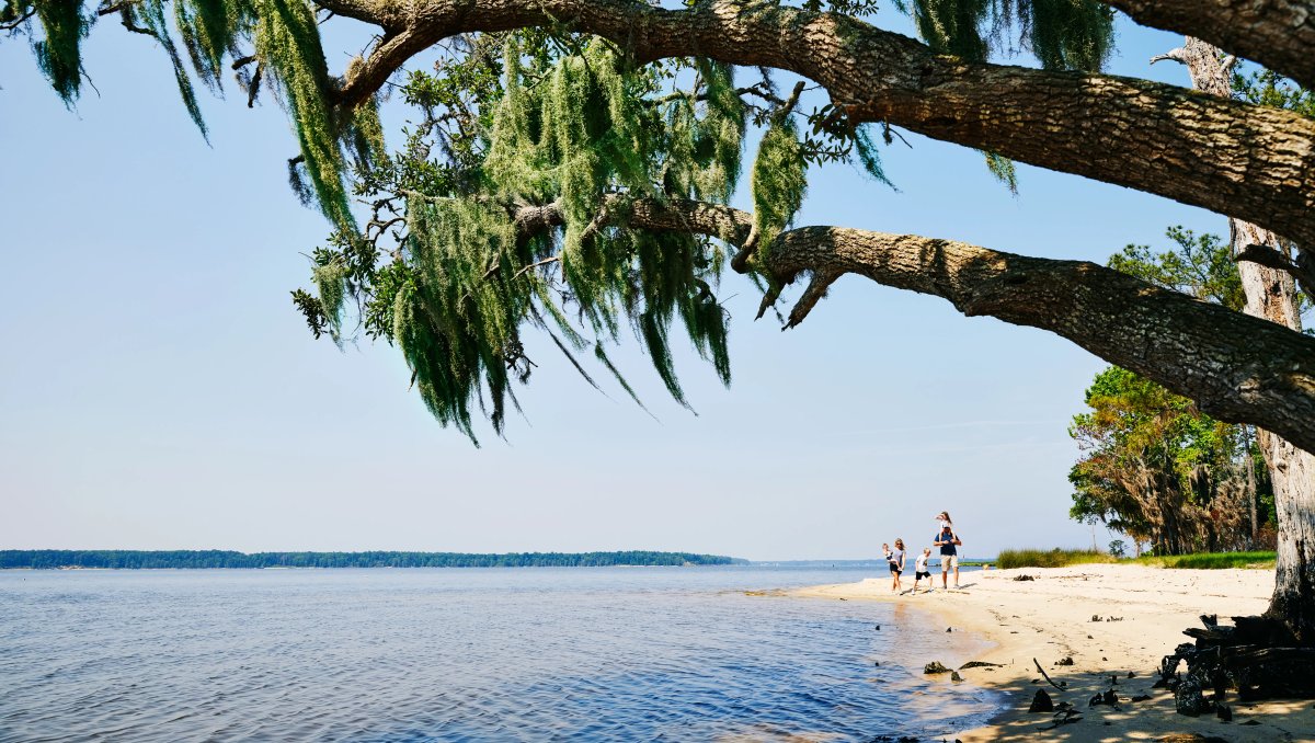 Family walking on shoreline with tree jutting over water in forefront