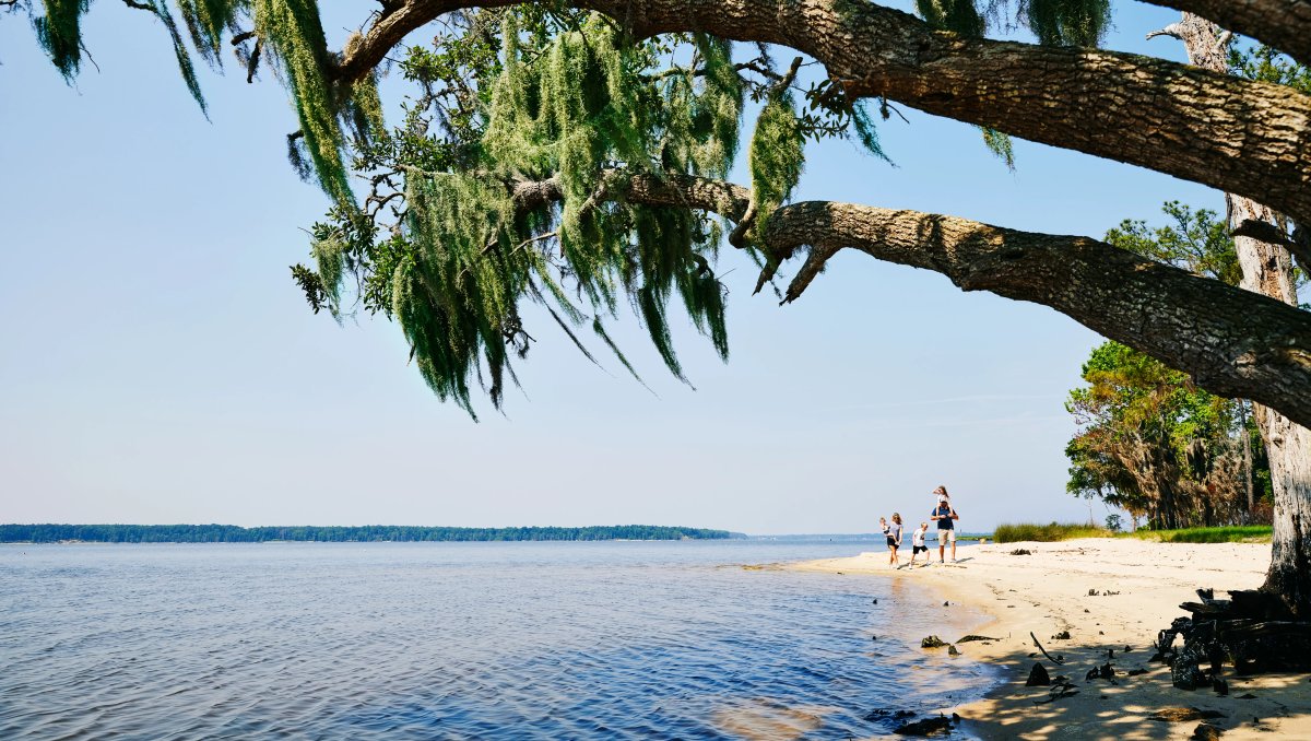 Family walking on shoreline with tree jutting over water in forefront