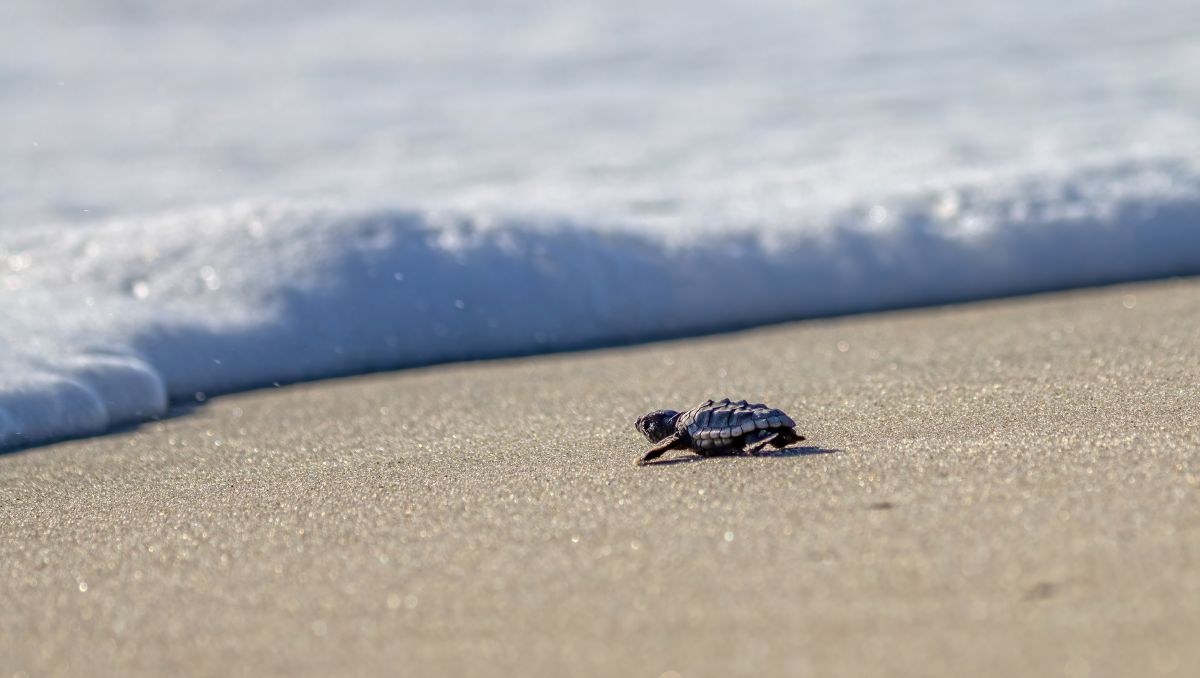 Baby sea turtle crawling to ocean