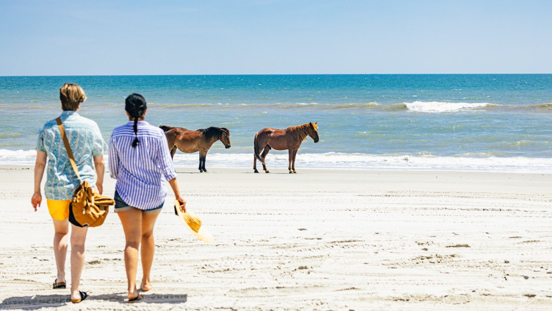 Two women observe wild horses on the beach
