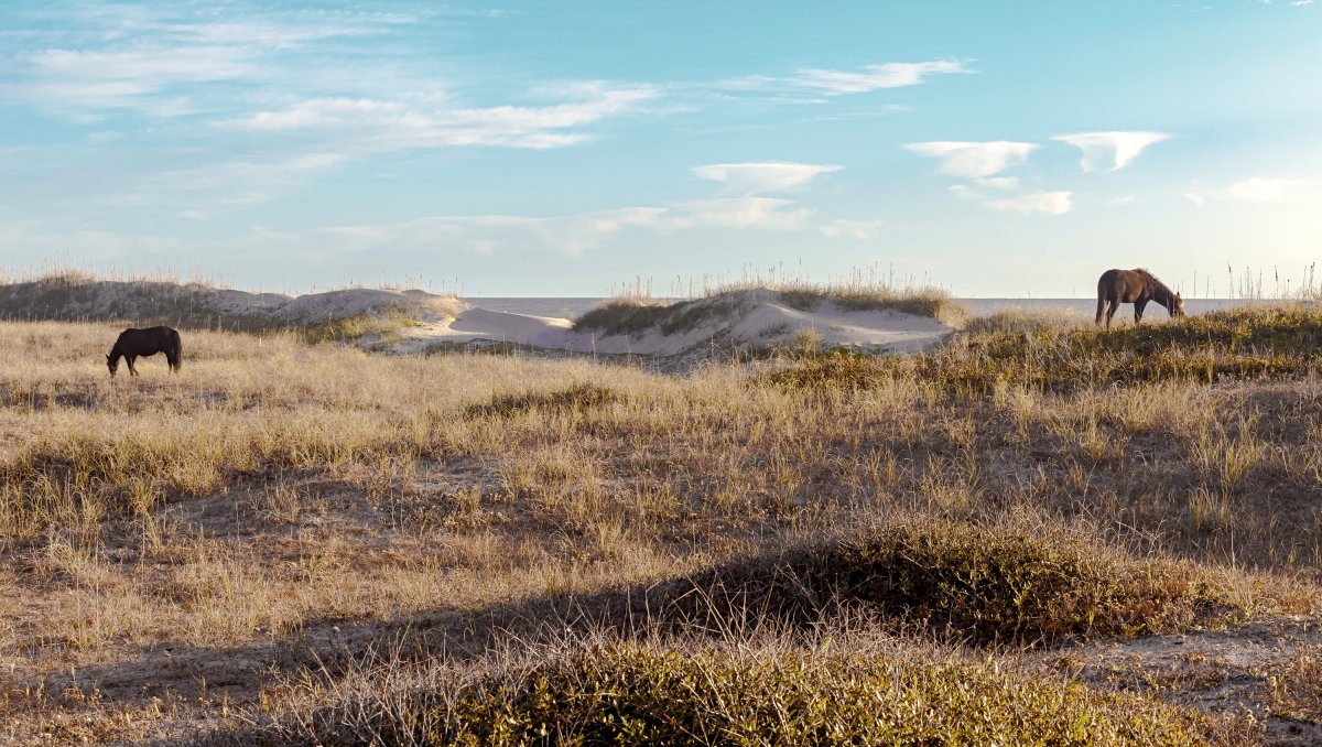 Two wild horses grazing in sand dunes by beach