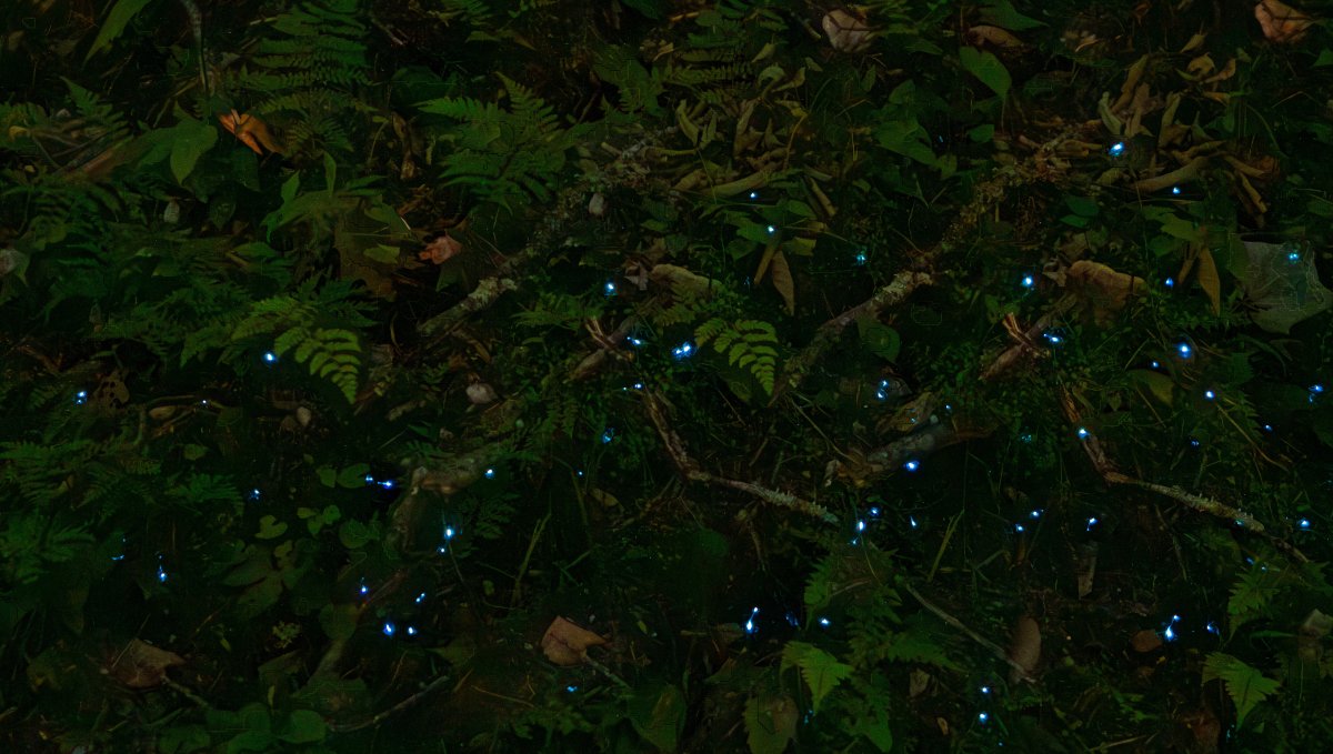 Fireflies hovering close to forest ground at night