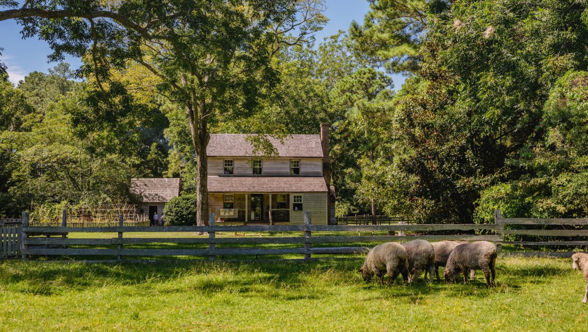 Animal Grazing on lawn with old home in background surrounded by trees