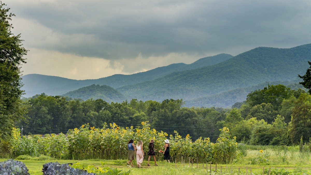 A group of people walks through a vibrant sunflower field, surrounded by lush greenery and framed by rolling Blue Ridge Mountains. The dramatic, cloudy sky adds contrast to the bright yellow blooms and the peaceful rural landscape.