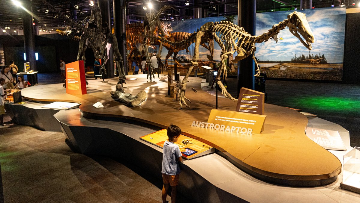 Child interacting with a dinosaur exhibit at science museum.