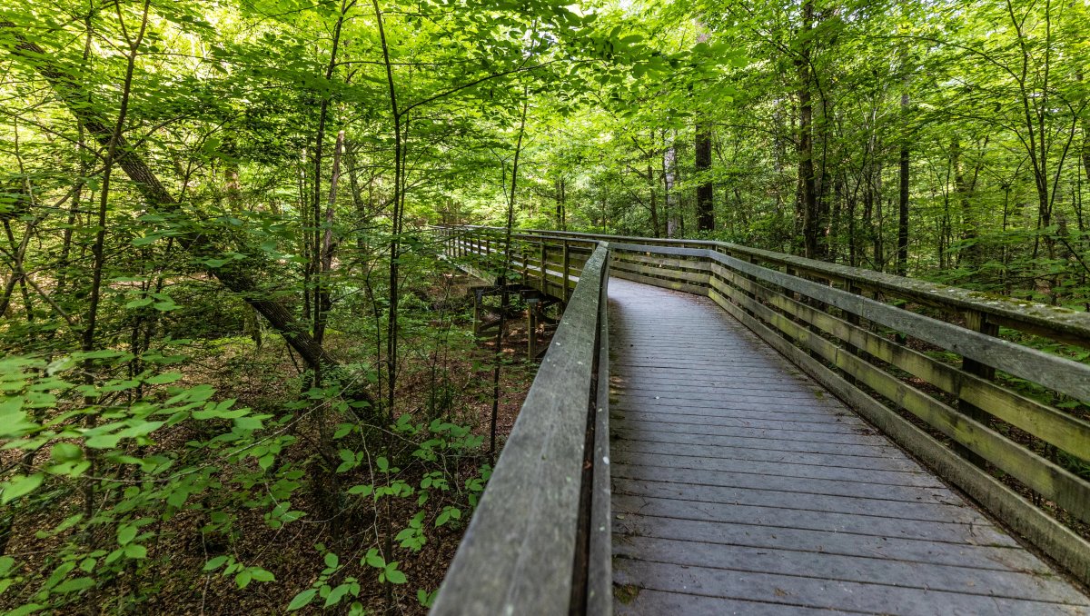Wooden walkway through dense bright green trees in state park forest 