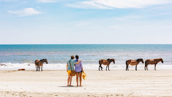 Couple standing on beach watching wild horses near ocean
