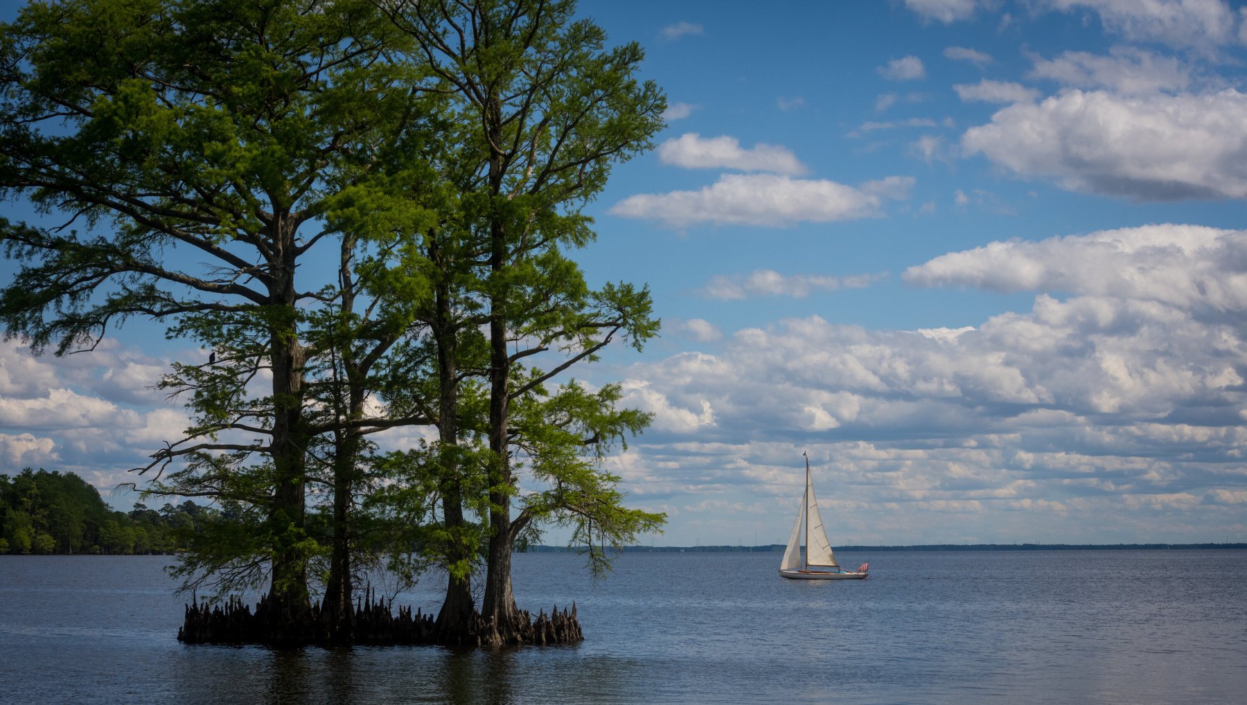 Sailboat and trees in river during daytime.