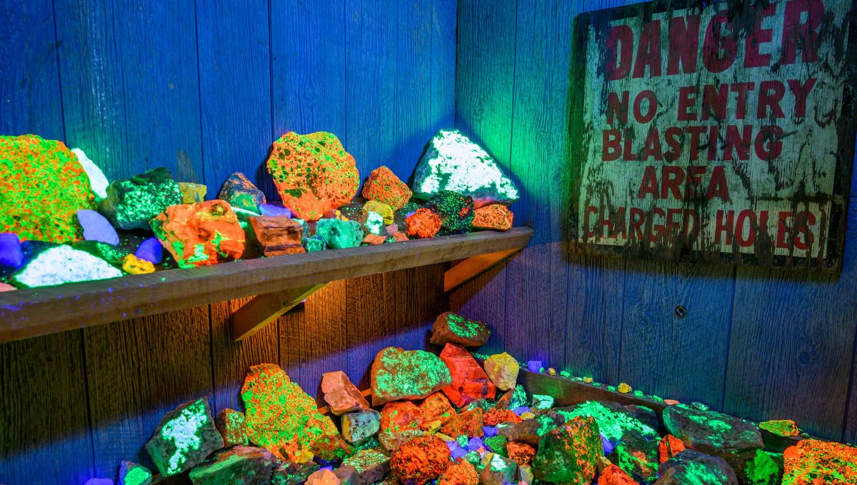 Glow in the dark rocks on display under a black light at Emerald Village Mining Museum