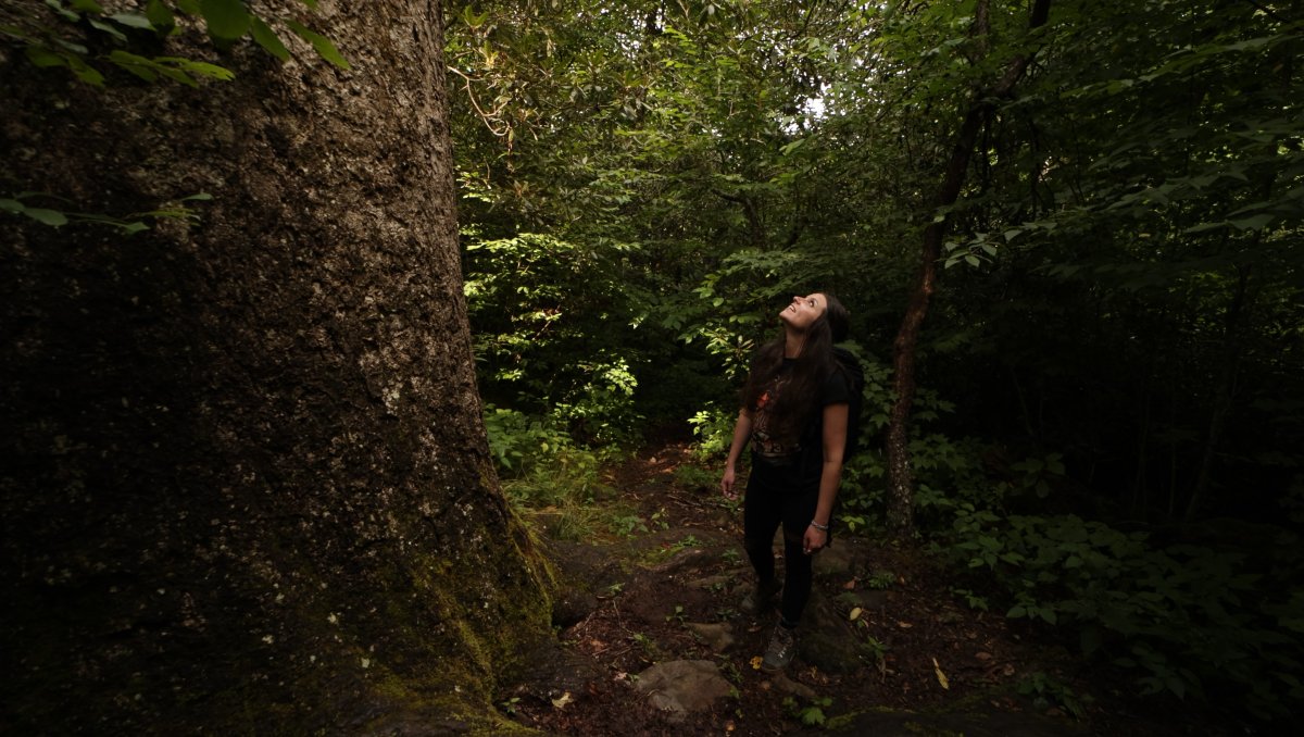 Woman looking up at humongous tree at Joyce Kilmer Memorial Forest.