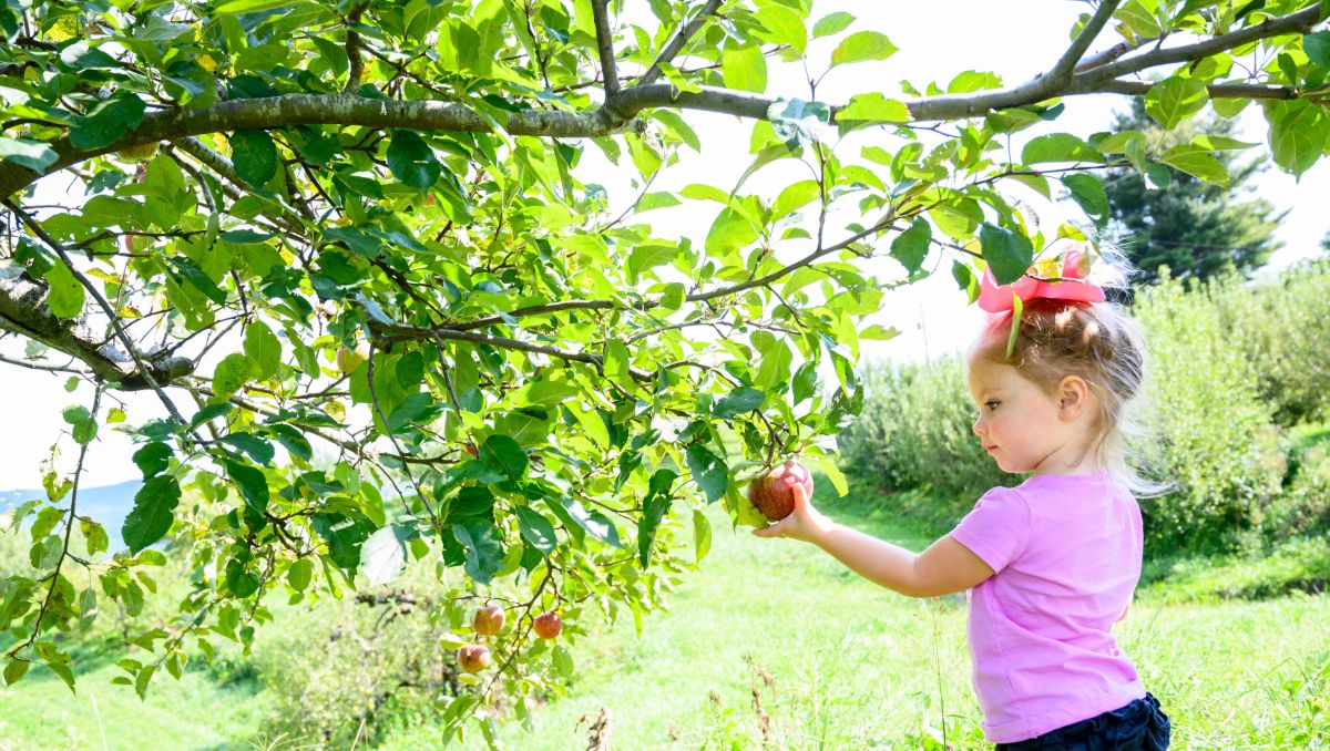 Toddler girl picking an apple off a green tree at the Orchard at Altapass