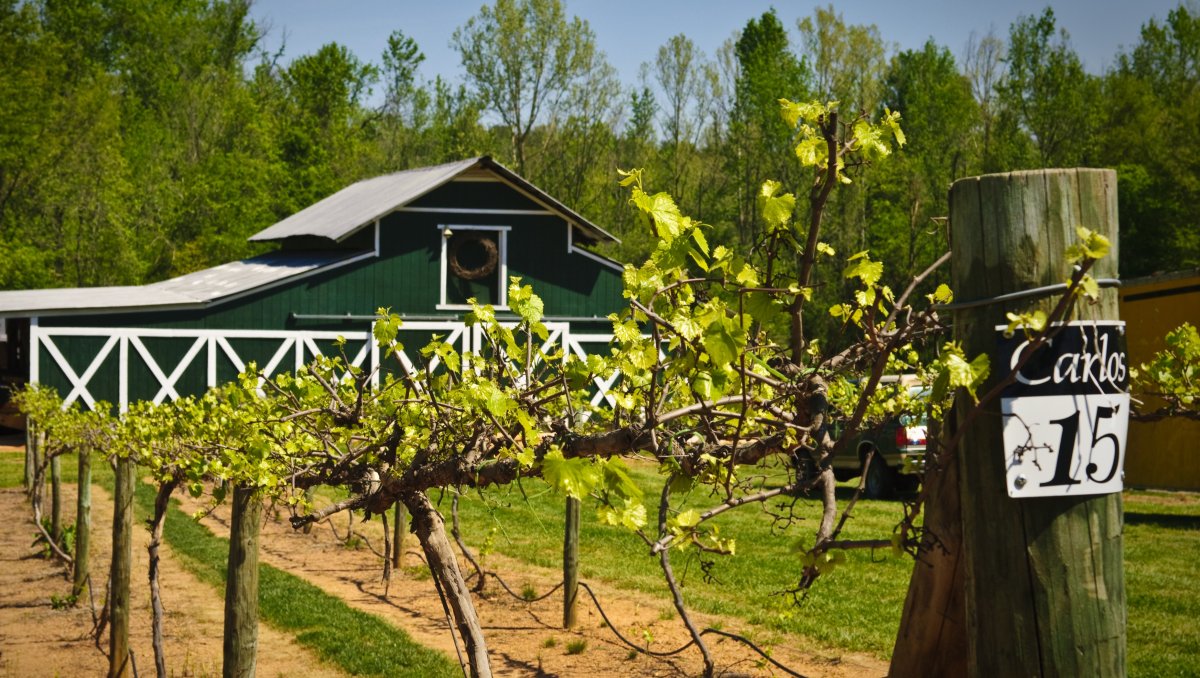 Vineyards in foreground with green winery barn in background.
