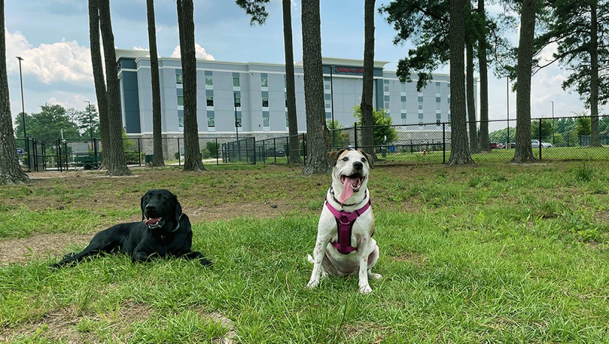 Two dogs in dog park with trees and hotel in background