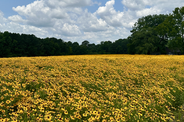 Wide field filled with yellow flowers with trees in distance