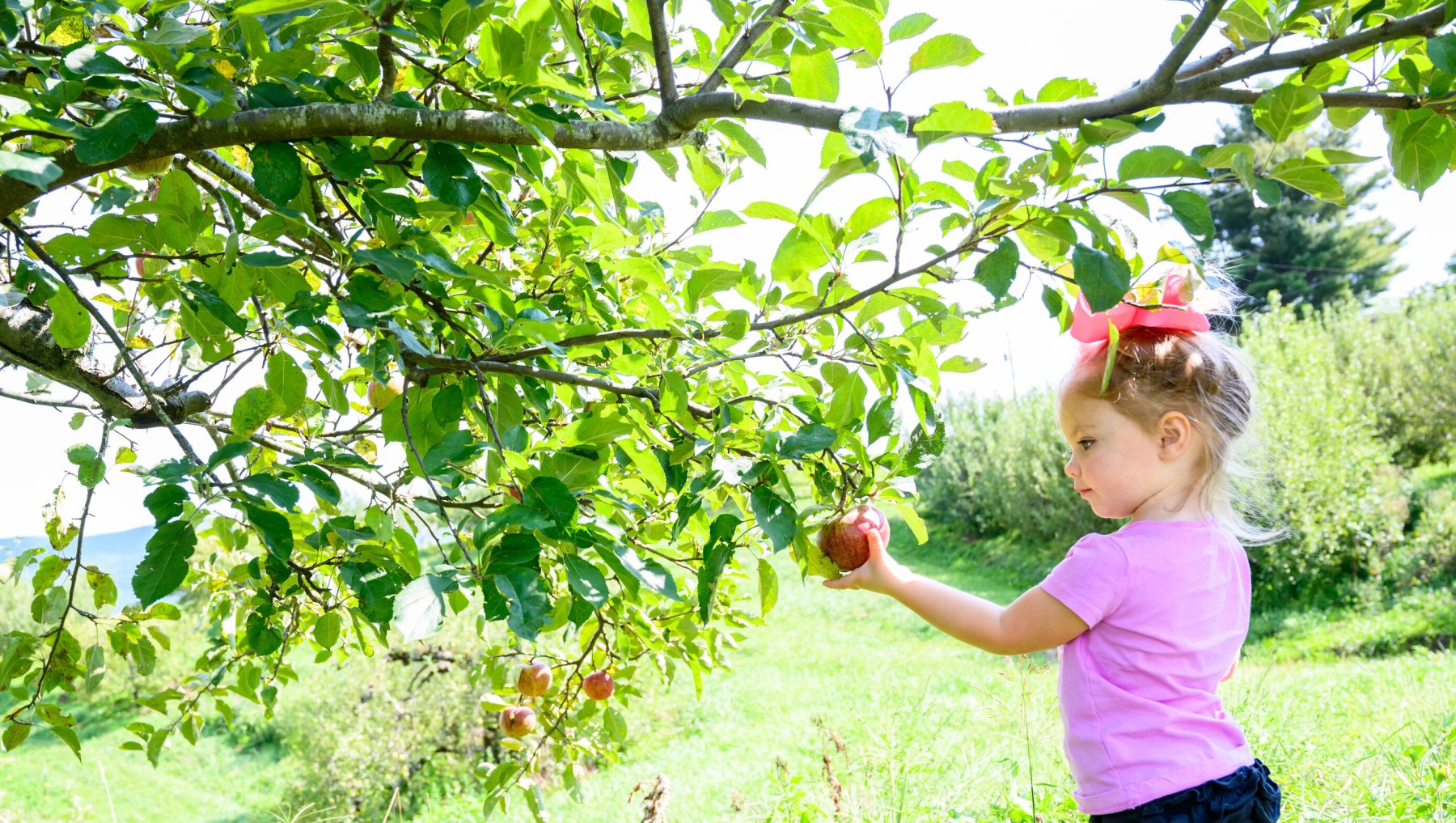 A child picking apples from a tree