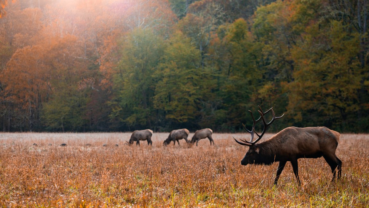 Wild elk grazing in open field with trees in background during fall