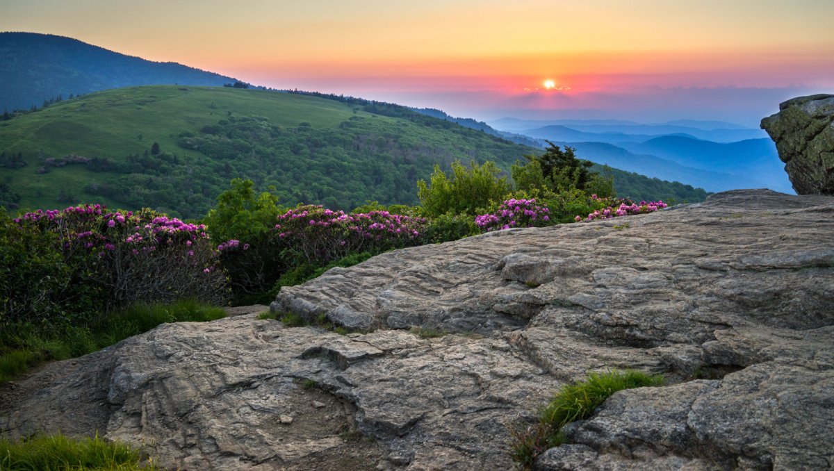 Sun rising over Blue Ridge Mountains with rock and rhododendron in foreground