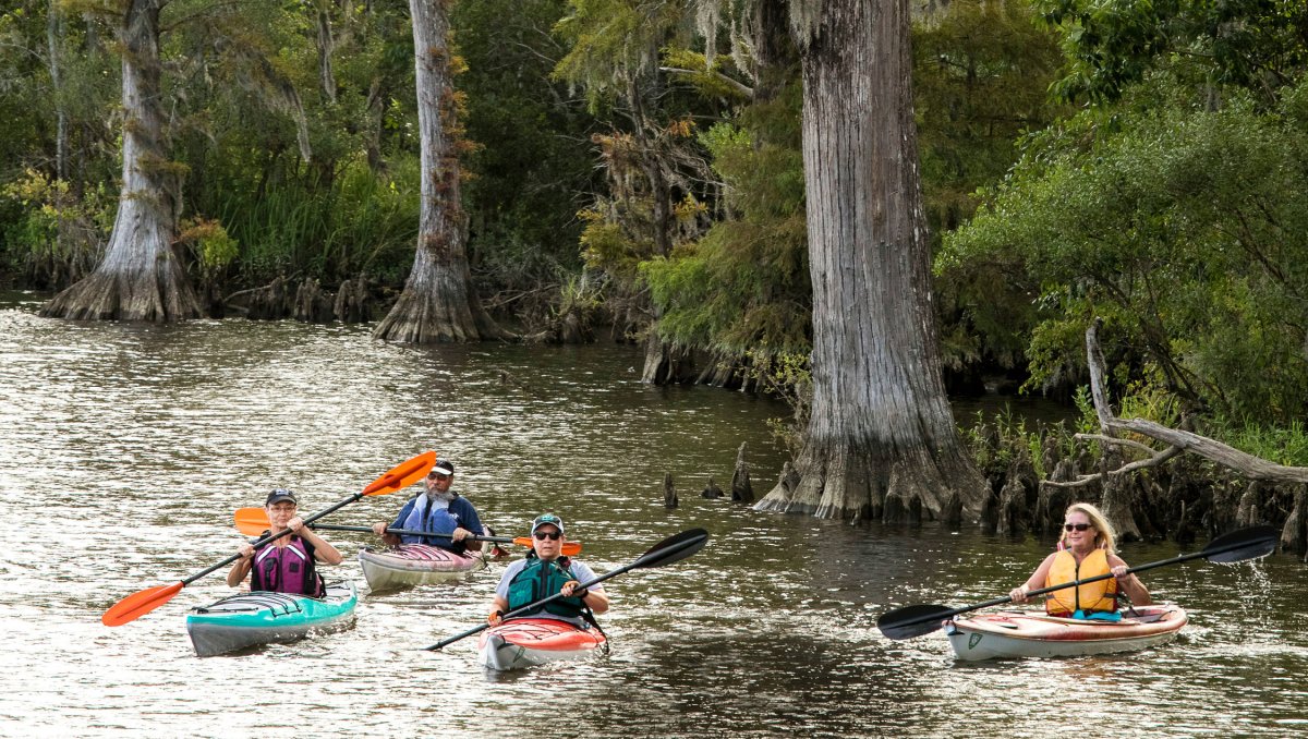 Four people in kayaking in water with huge trees in background