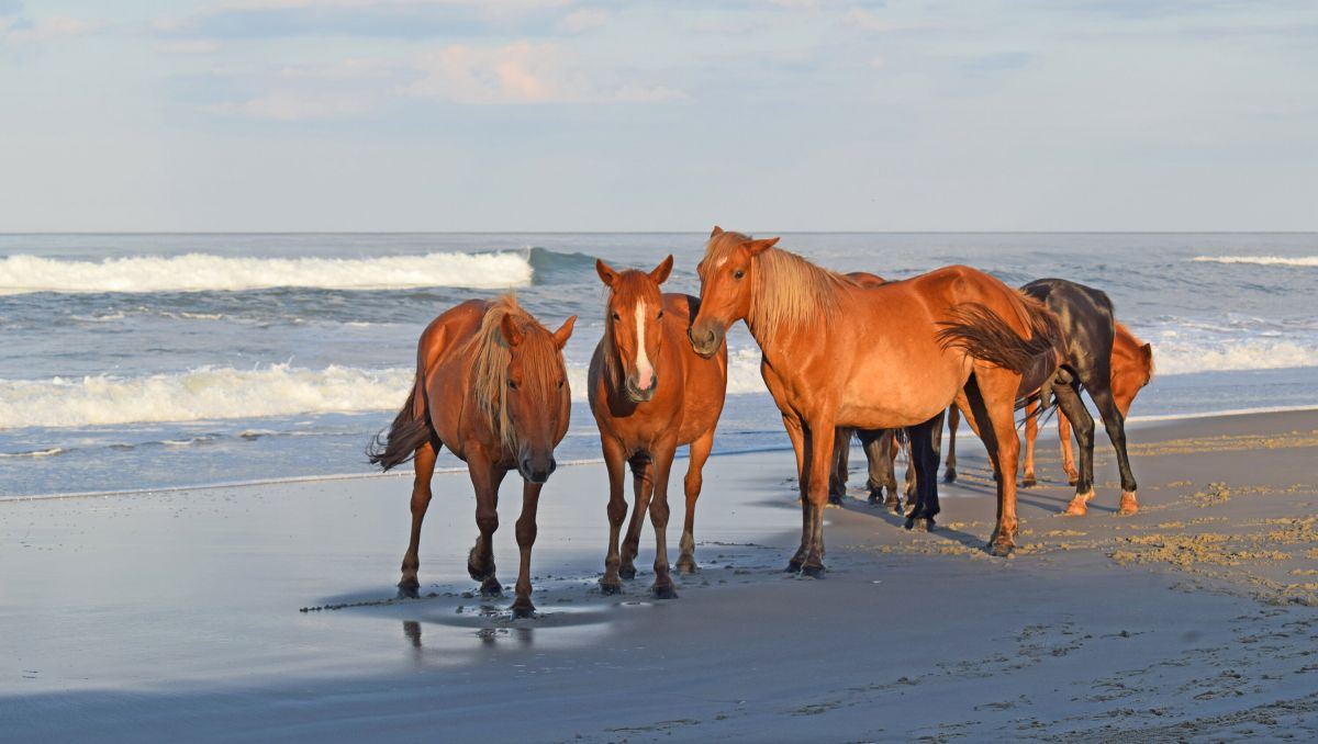 wild horses freely roam the northern Corolla beaches