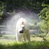 polar bear at North Carolina Zoo in Asheboro shakes off water in grassy area of its enclosure