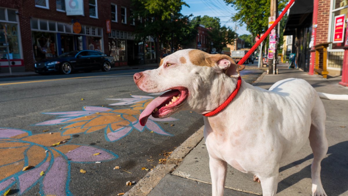 Dog on leash standing on sidewalk with street, local shops and trees in background during daytime