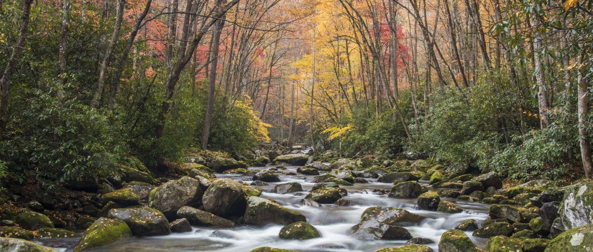 Creek with water flowing over mossy rocks with fall foliage surrounding water