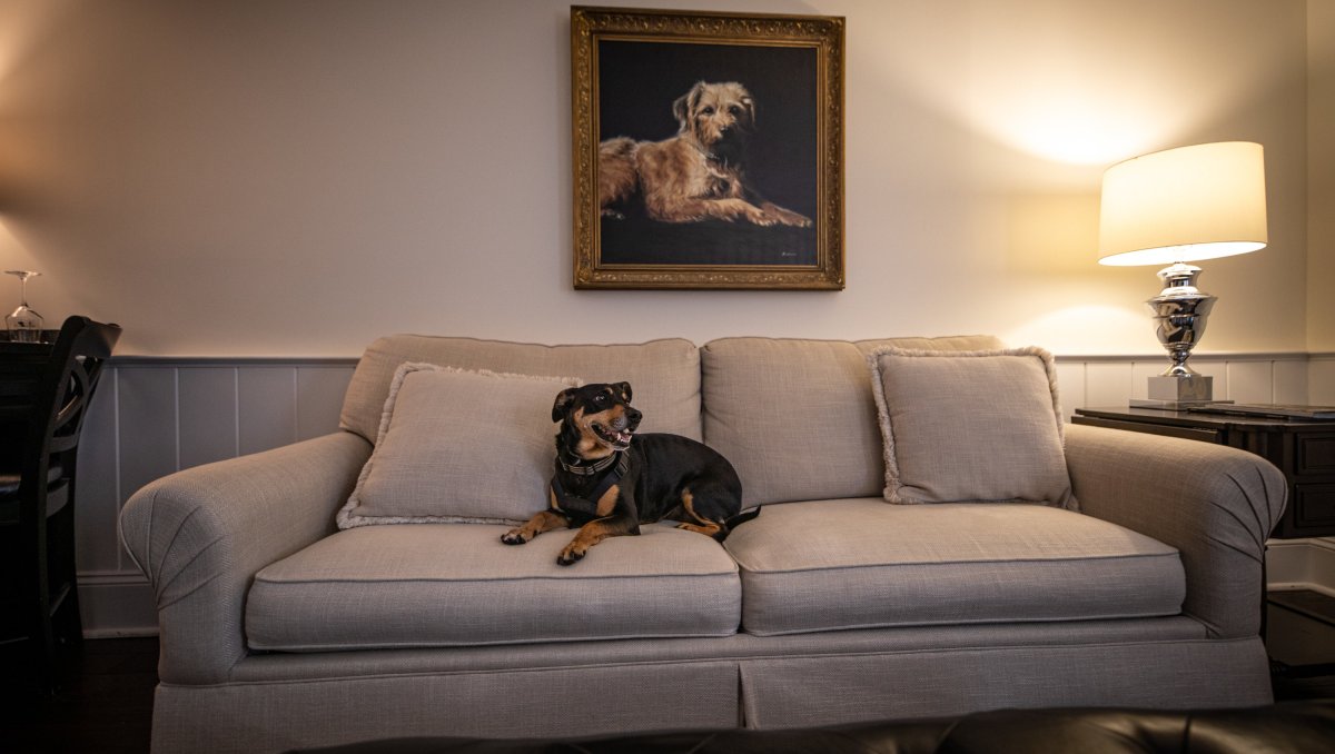 Dog sitting on couch below framed photo of dog on wall