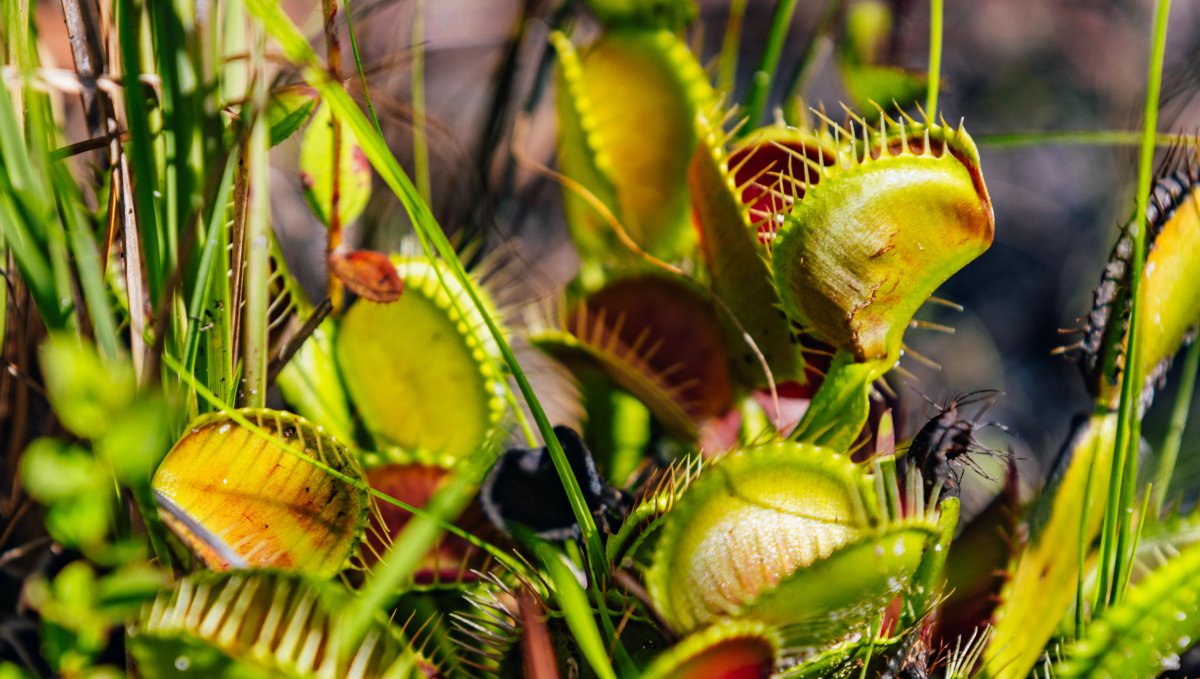 Closeup of green and red Venus Flytraps in the wild