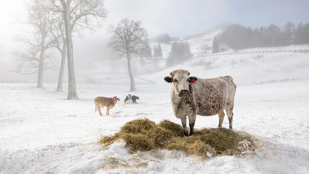 Cows standing in snowy field surrounded by snow landscape