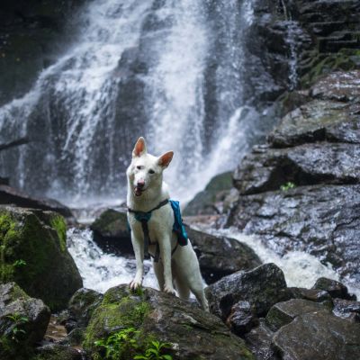 Dog-Friendly Vacations in North Carolina | VisitNC.com | VisitNC.com