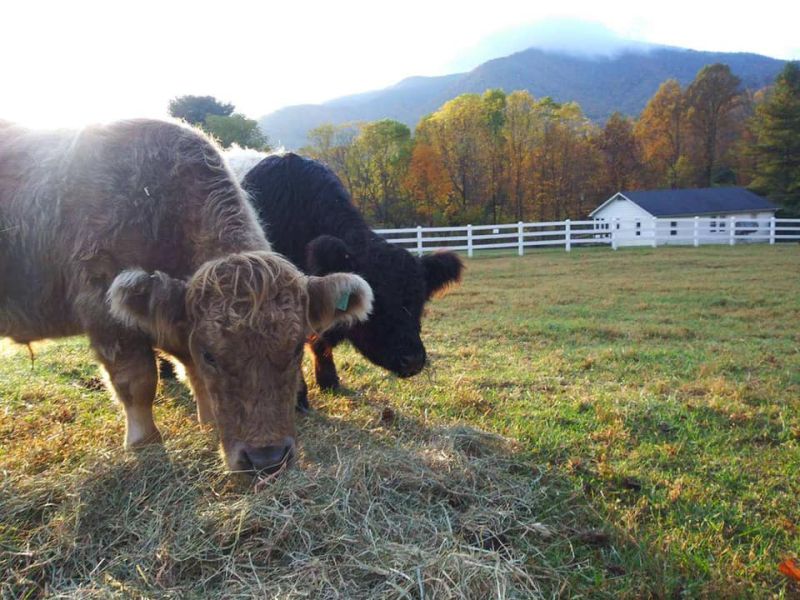 Winchester Creek Farm 