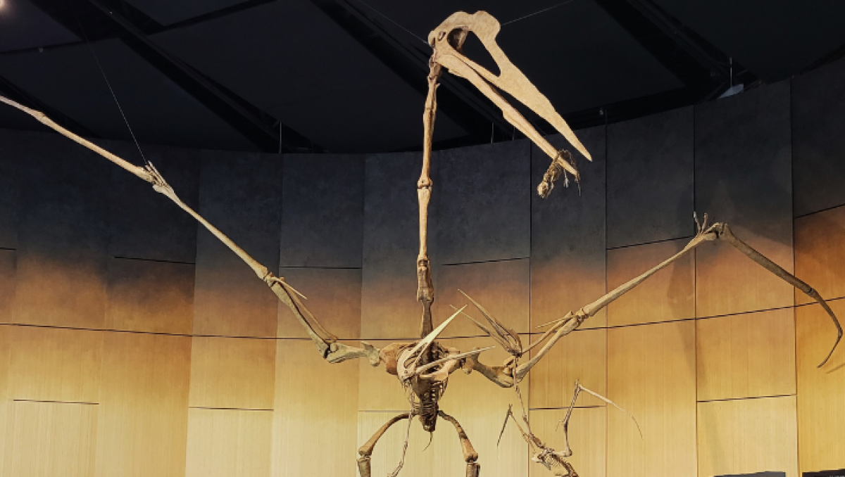 Dinosaur exhibit at The Schiele Museum of Natural History.