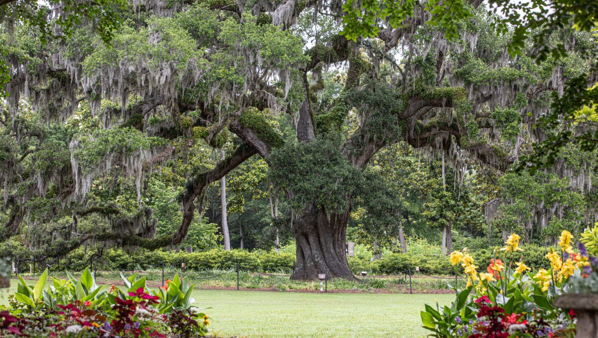 Large Airlie Oak tree in distance with flowers in foreground on cloudy day at Airlie Gardens in Wilmington