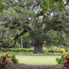 Large Airlie Oak tree in distance with flowers in foreground on cloudy day at Airlie Gardens in Wilmington
