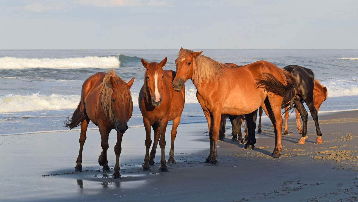 Wild horses standing at edge of ocean on beach