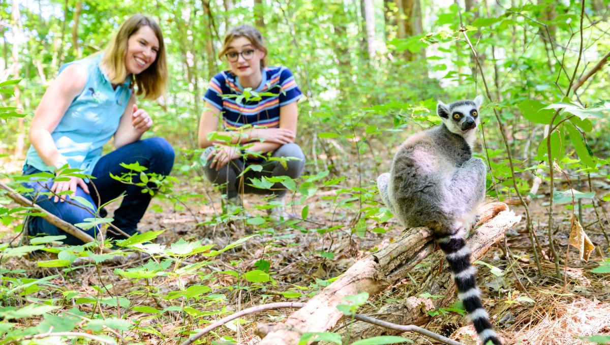 Two people crouching down in forest looking at lemur sitting on log