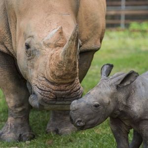 North Carolina Zoos - North Carolina Aquariums | VisitNC.com