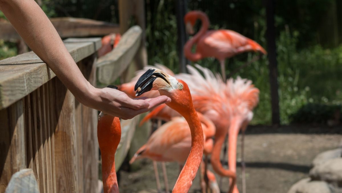 Flamingo being hand-fed at Sylvan Height Bird Park