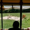 People in zoo trolley looking into animal exhibit