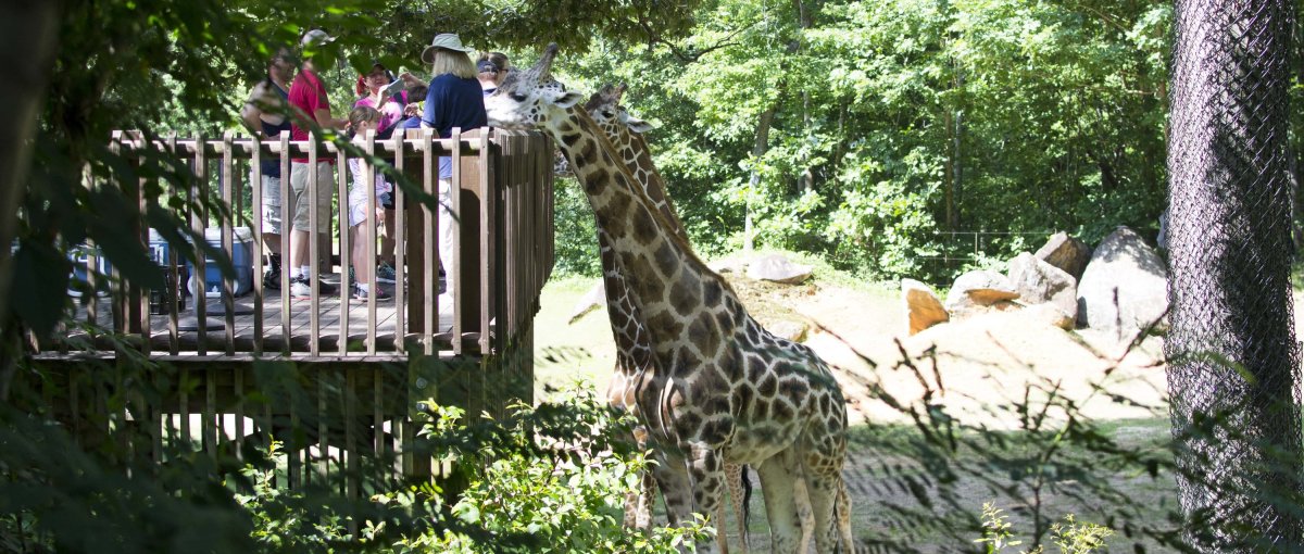 People feeding giraffe from observation deck at zoo