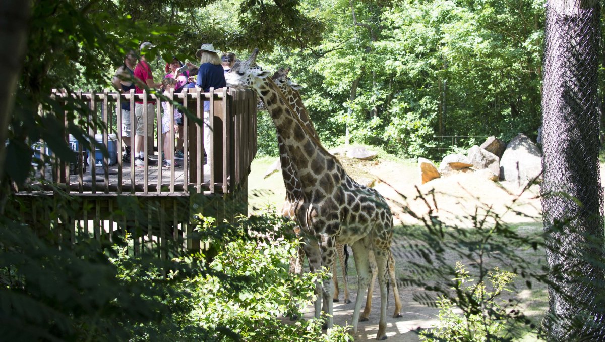 People feeding giraffe from observation deck at zoo